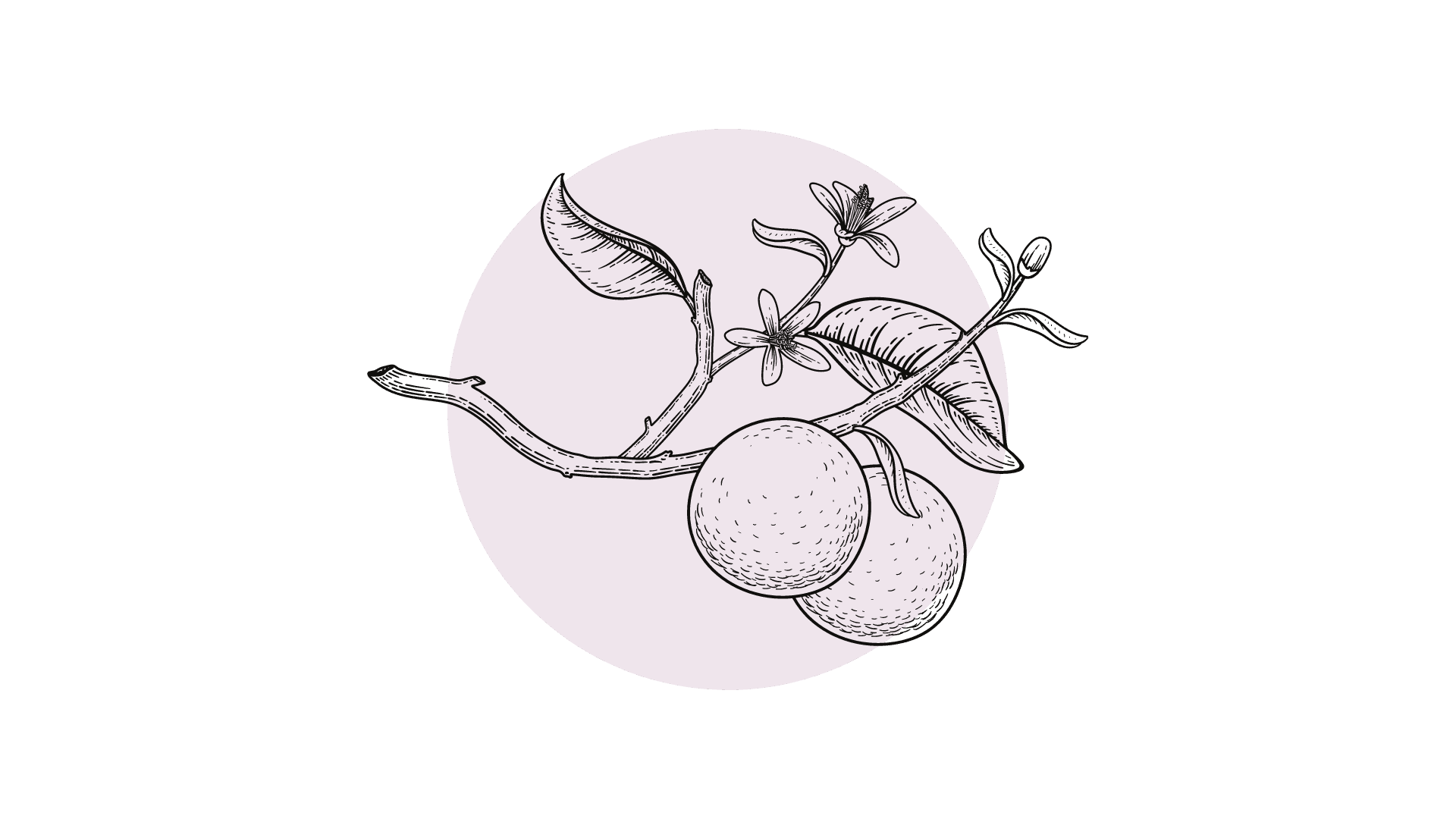 Petitgrain Etherische Olie