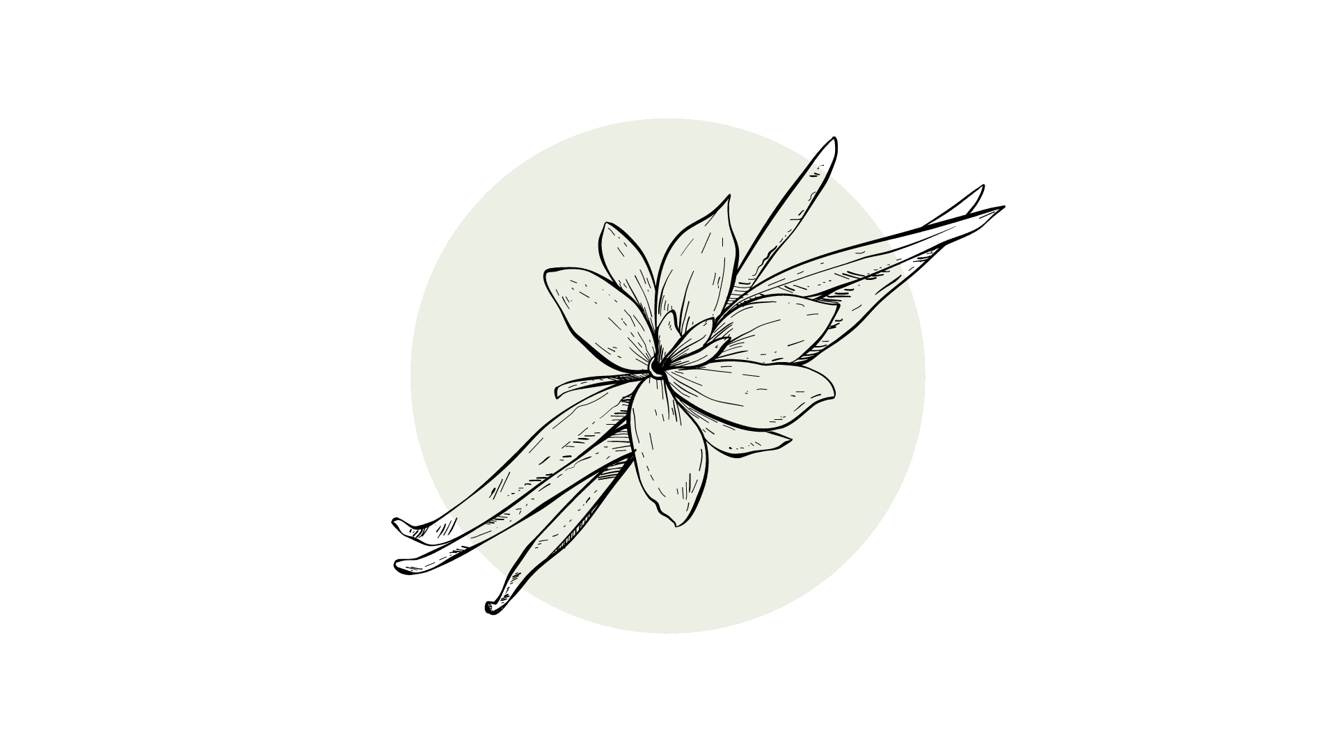 Vanille CO2-to Extract (12% Vanillin)