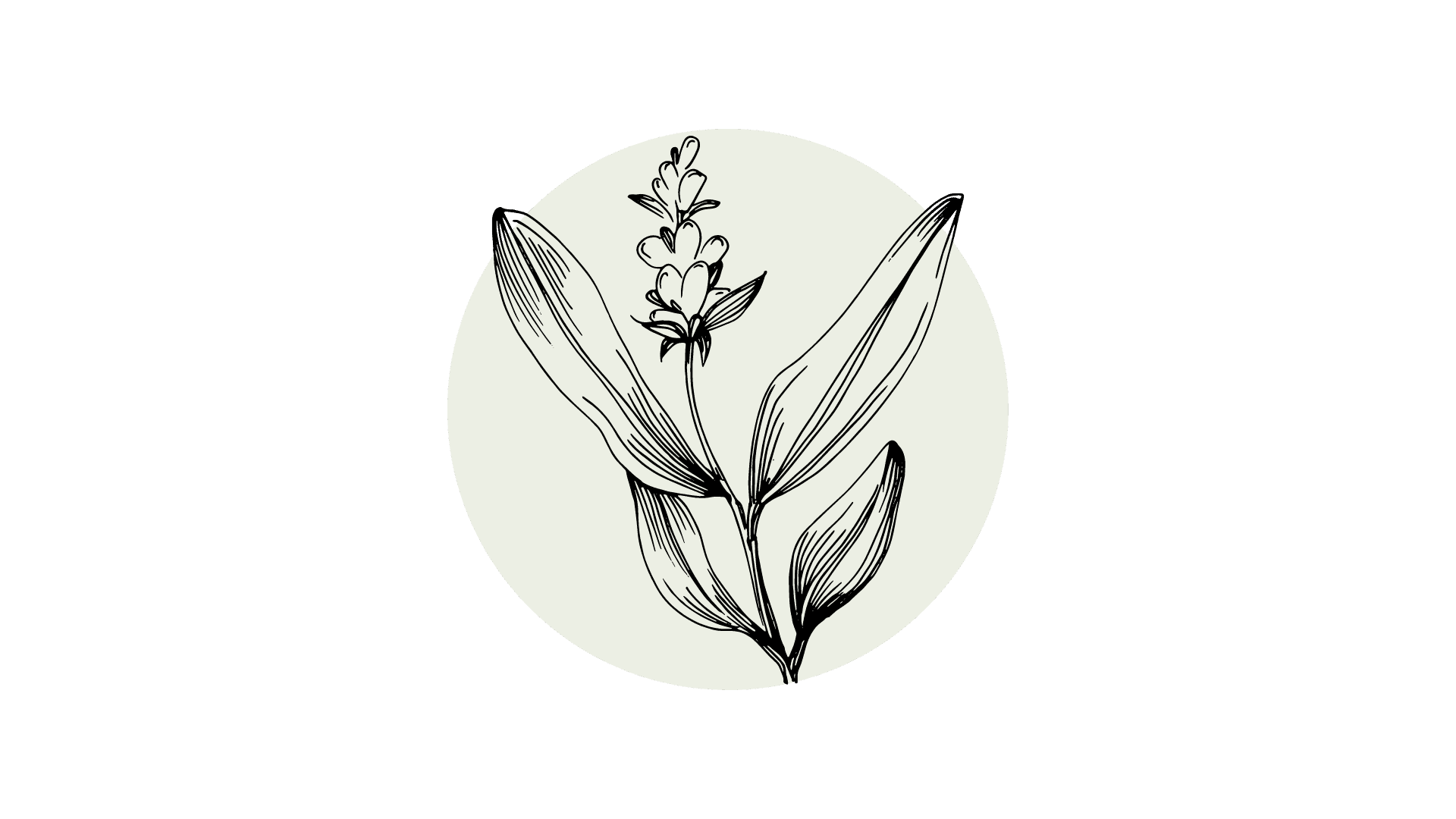 Salie Etherische Olie