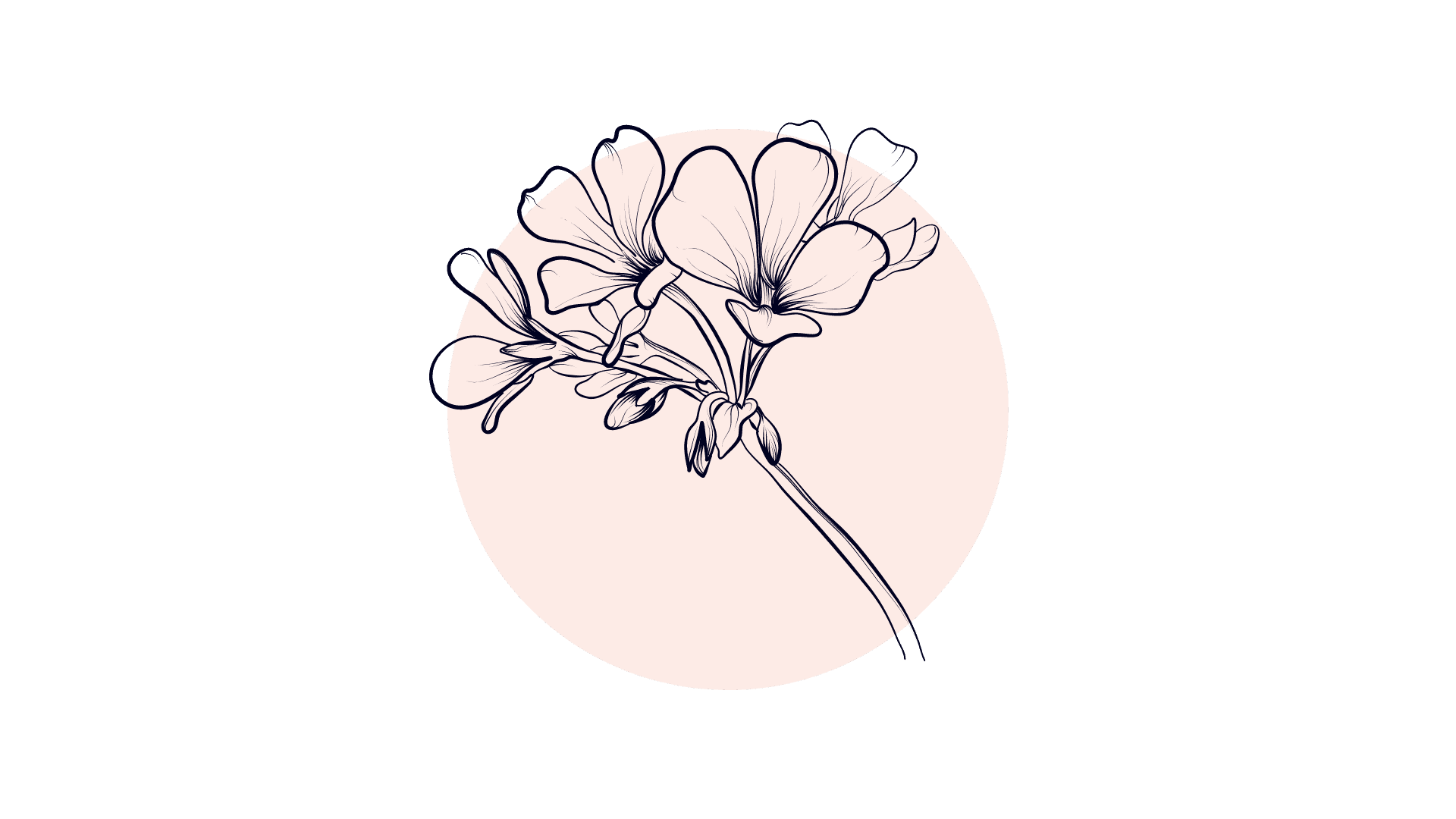 Rozengeranium Etherische Olie