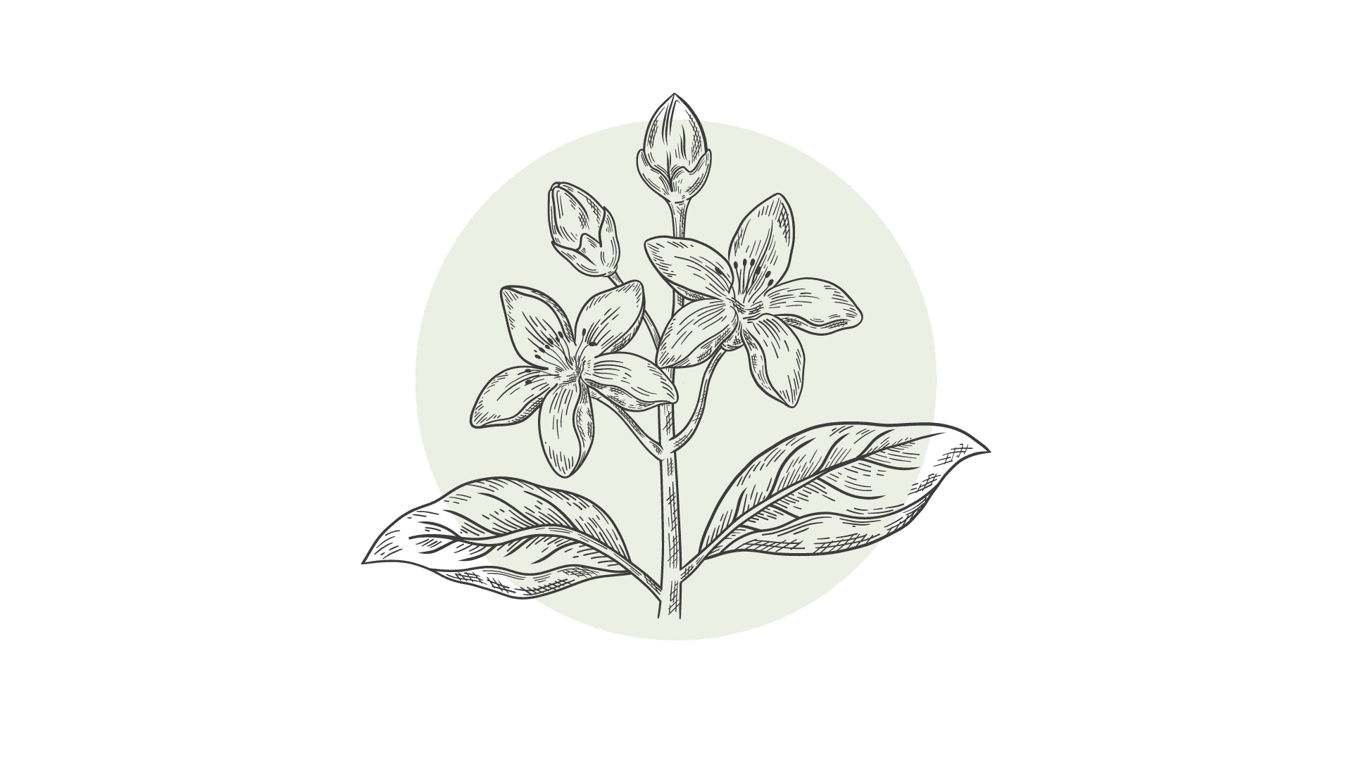 Bergamot Etherische Olie