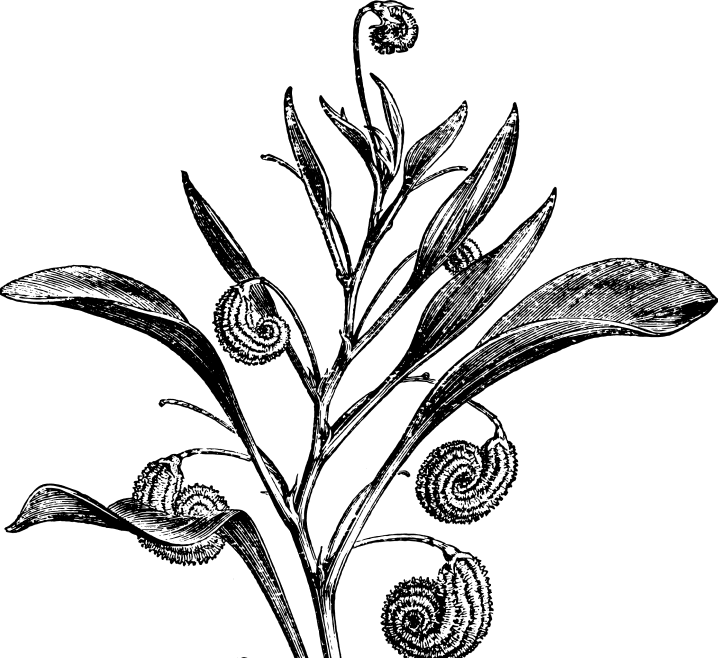 Botanical drawing of a plant